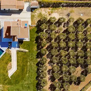 The Olive Grove